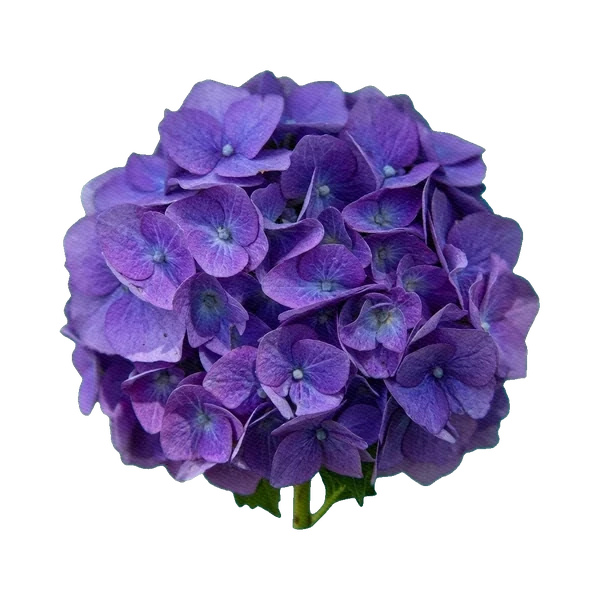 Hydrangea Purple