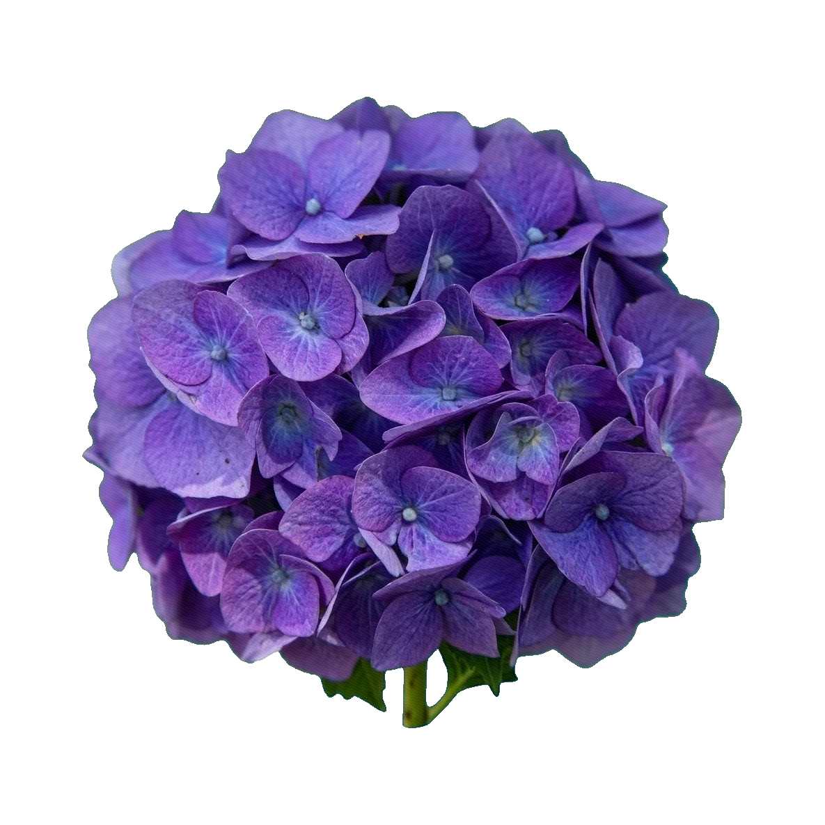 Hydrangea Purple