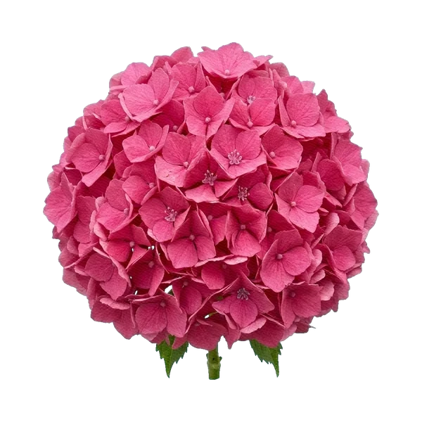 Hydrangea Royal Benefit