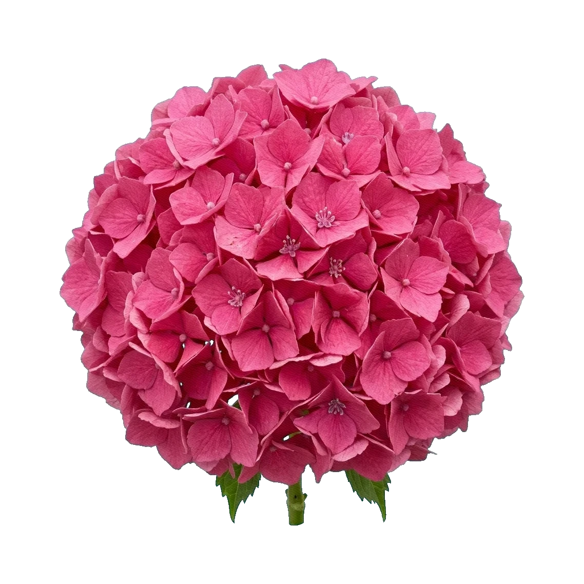 Hydrangea Royal Benefit