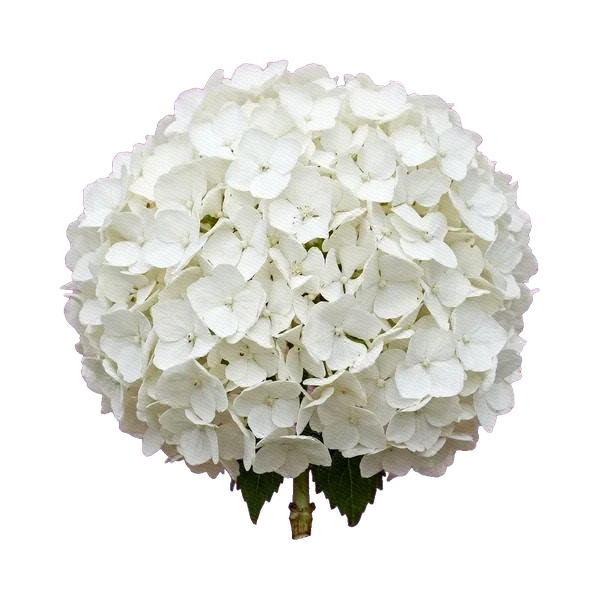 Hydrangea Schneeball