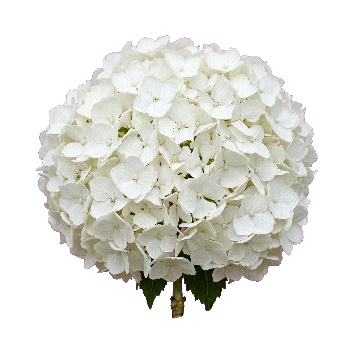 Hydrangea Schneeball
