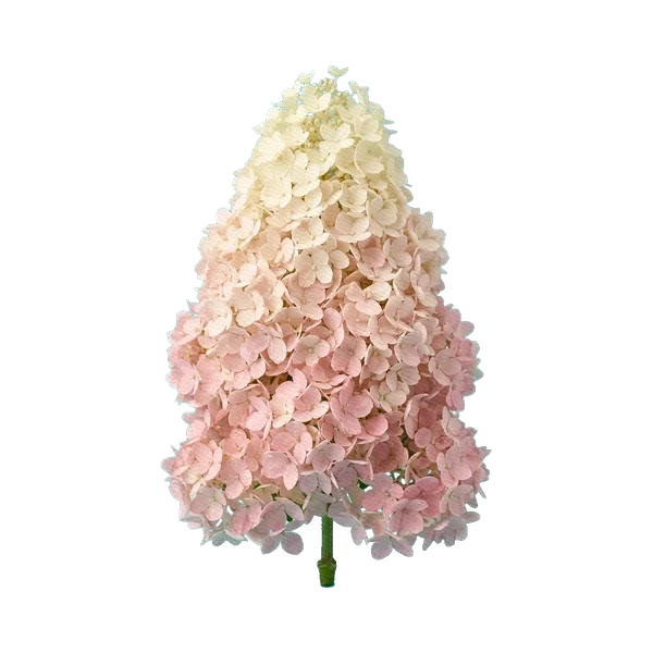 Hydrangea Sundae Fraise