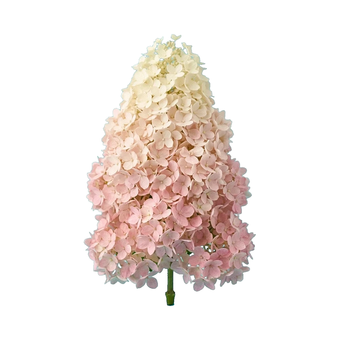 Hydrangea Sundae Fraise