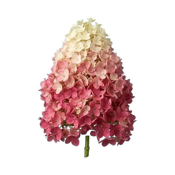 Hydrangea Vanilla Fraise