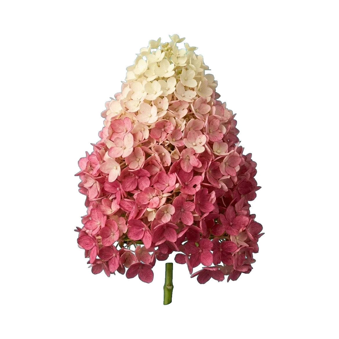 Hydrangea Vanilla Fraise