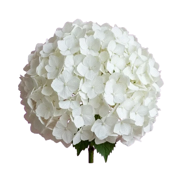 Hydrangea Verena