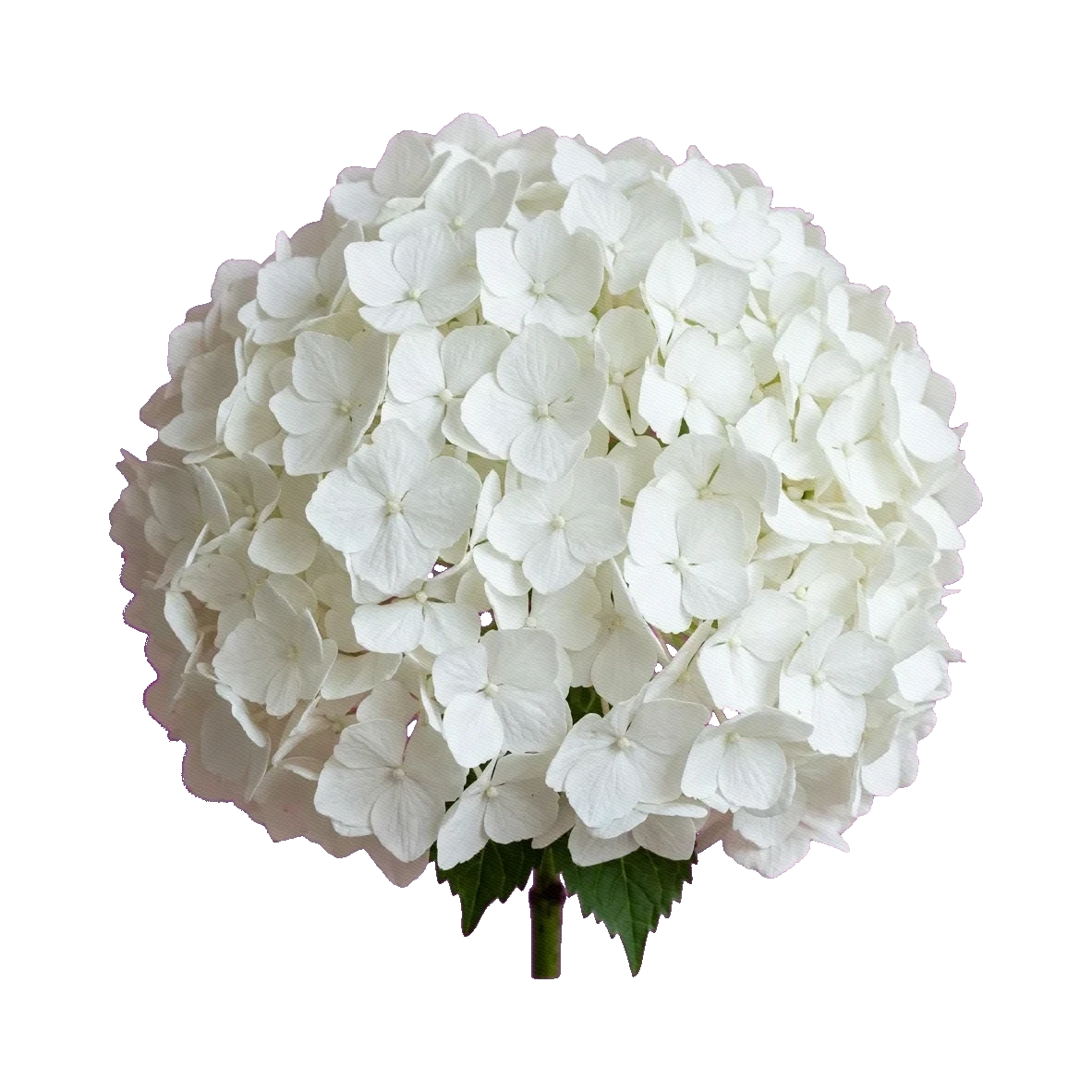 Hydrangea Verena