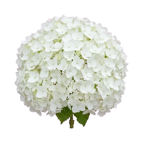 Hydrangea white