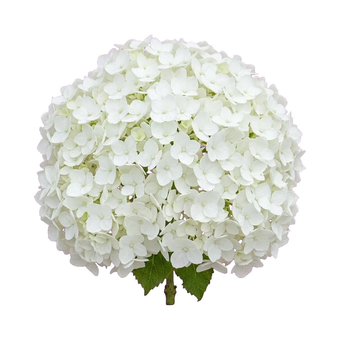Hydrangea white