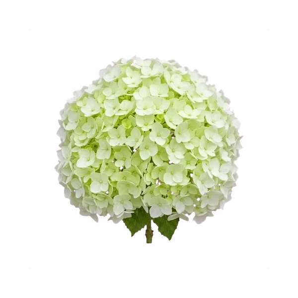 Hydrangea white — in_bouquet