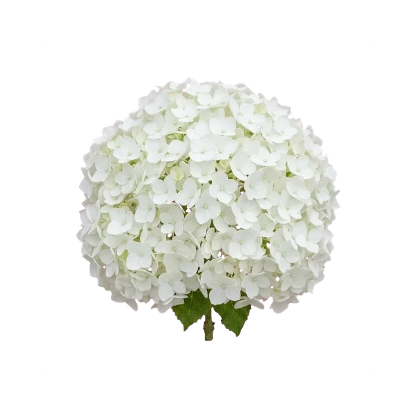 Hydrangea white — in_bouquet