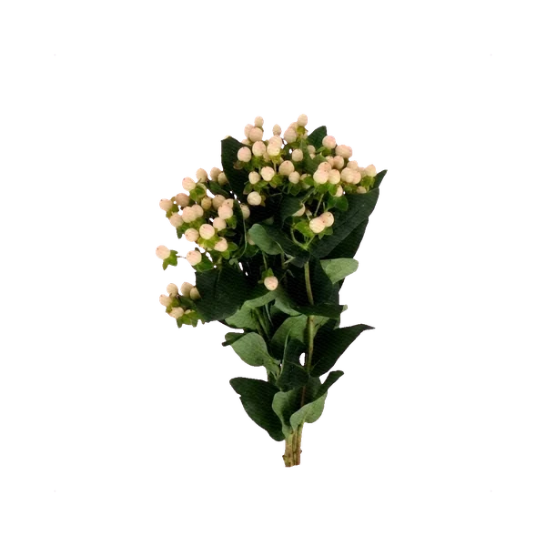Hypericum Coco Cream