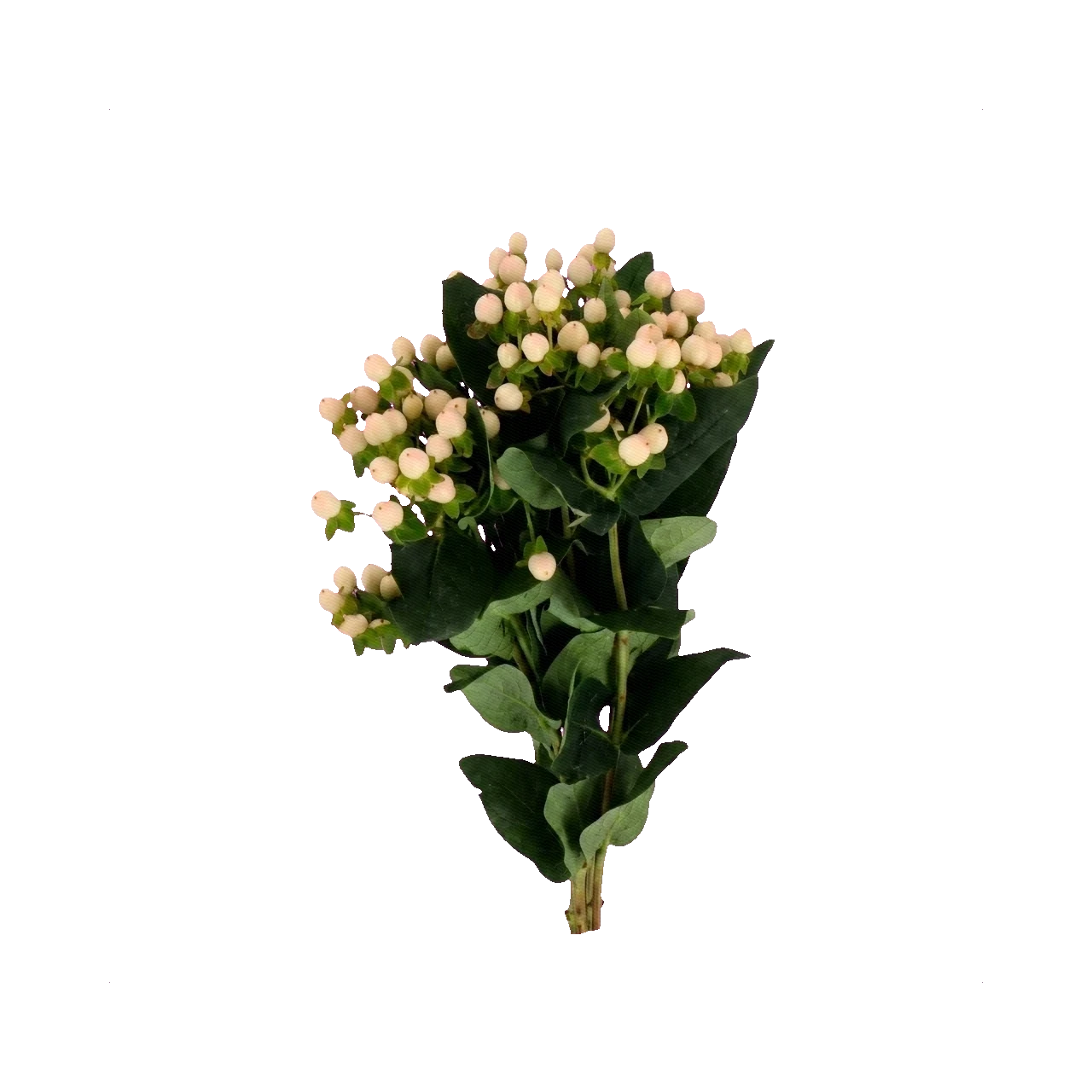 Hypericum Coco Cream