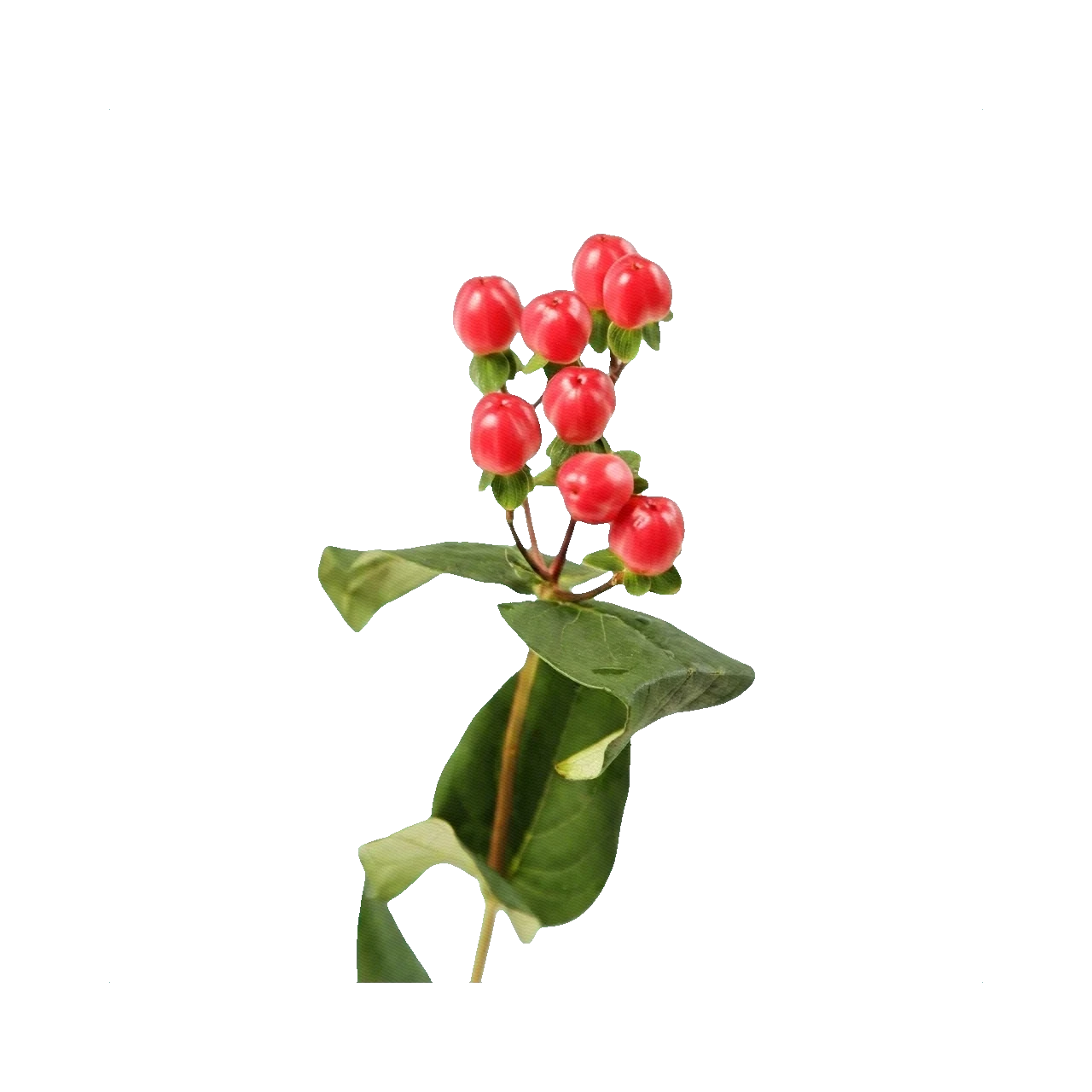 Hypericum