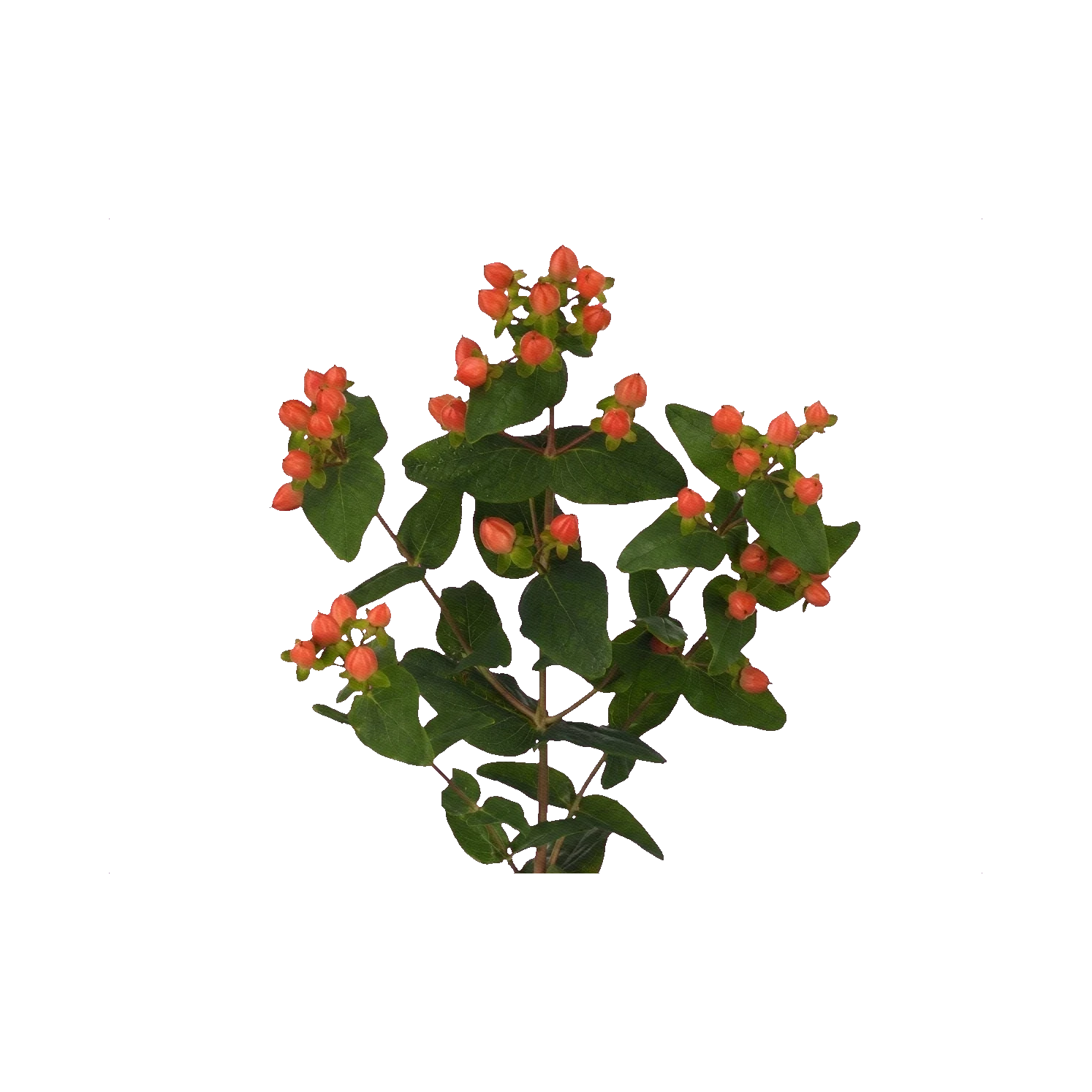 Hypericum Magical Pumpkin