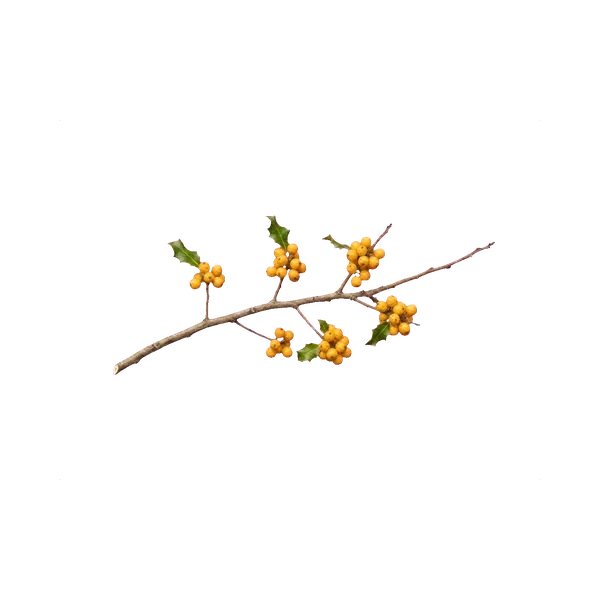 Ilex yellow