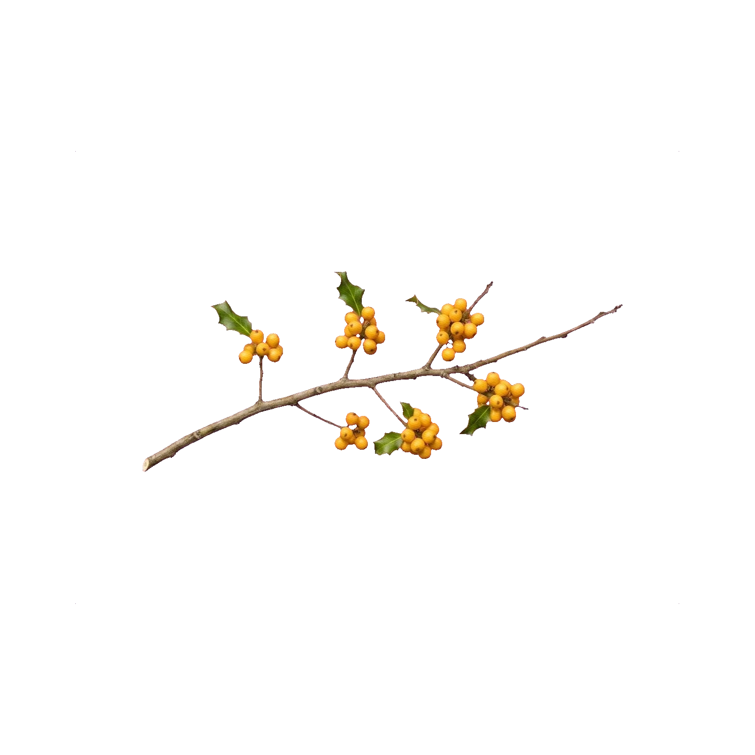 Ilex yellow