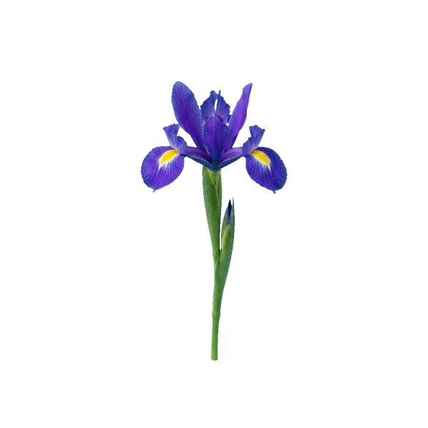 Iris Blue Magic