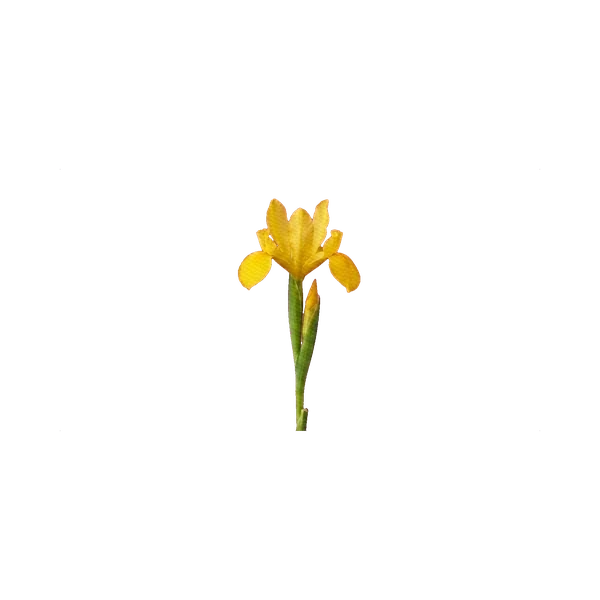 Iris Golden Beauty