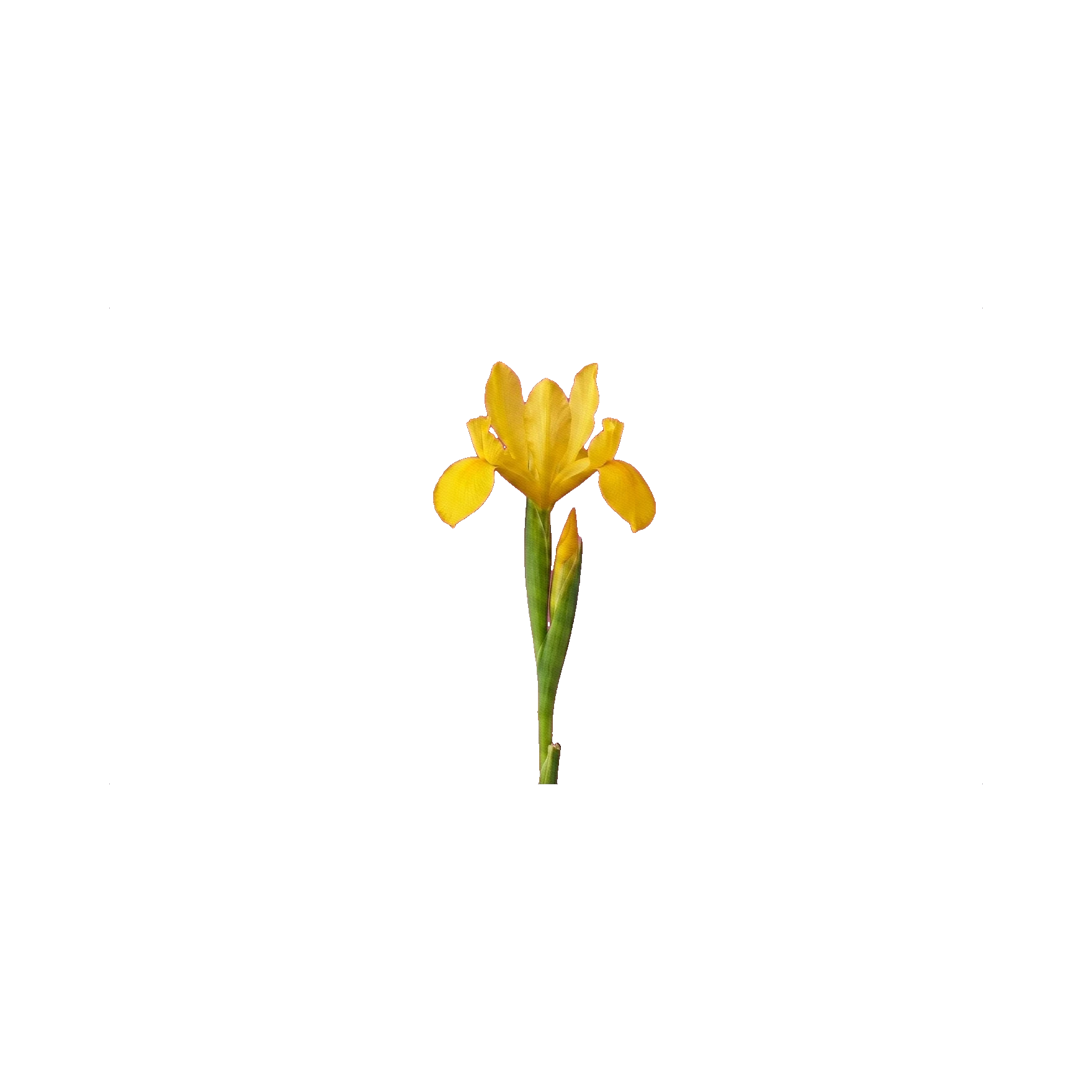 Iris Golden Beauty