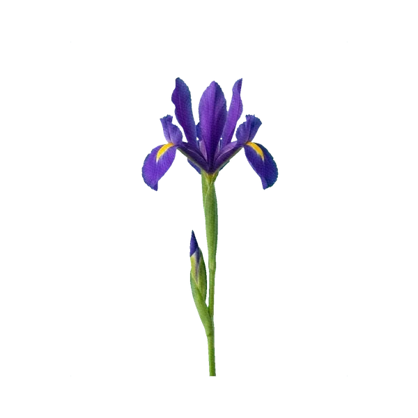 Iris Telstar