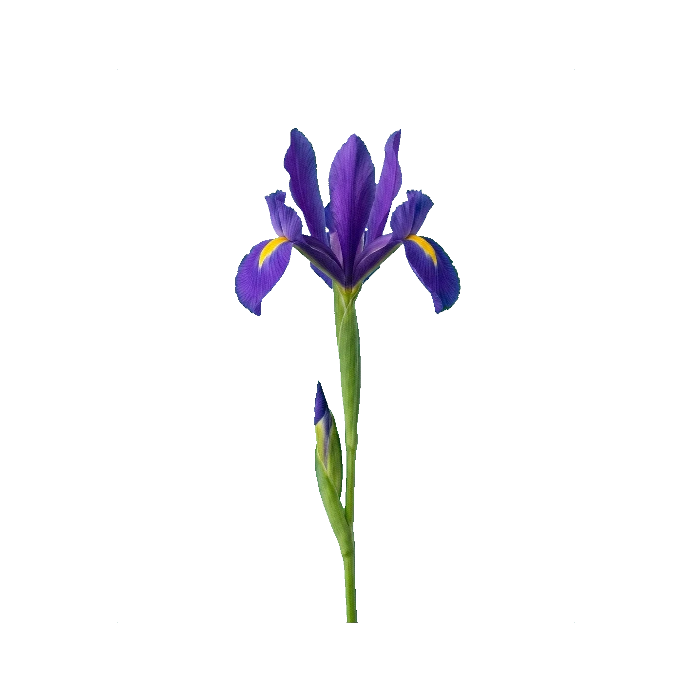 Iris Telstar