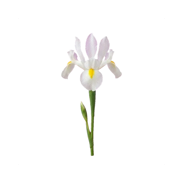 Iris White Wedgwood