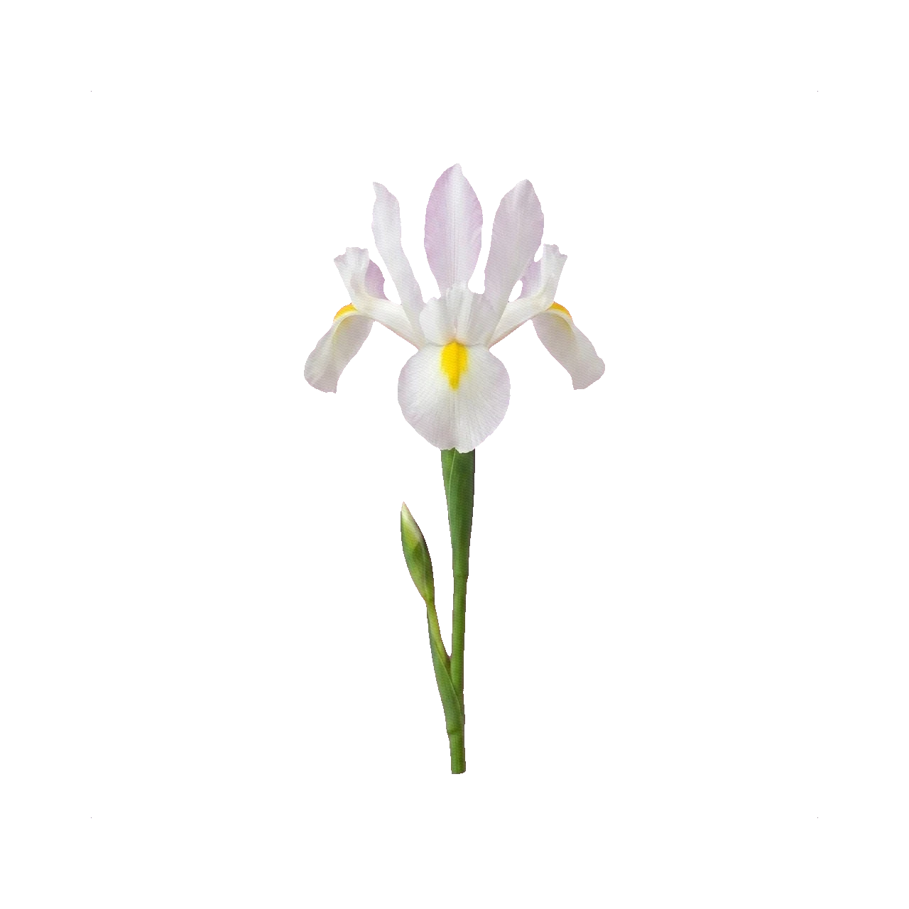 Iris White Wedgwood