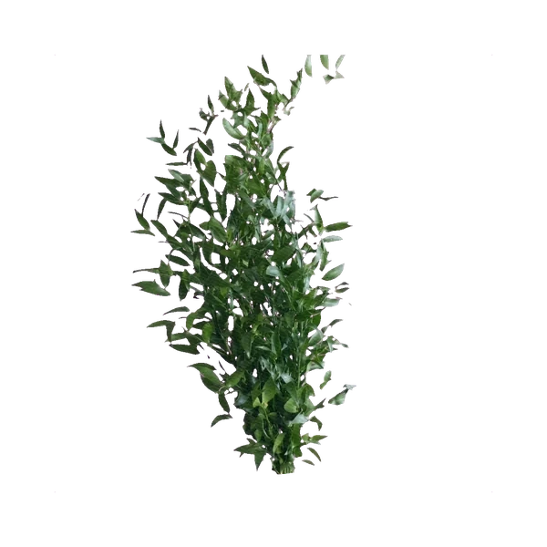 Italian Ruscus стандартный — in_bouquet