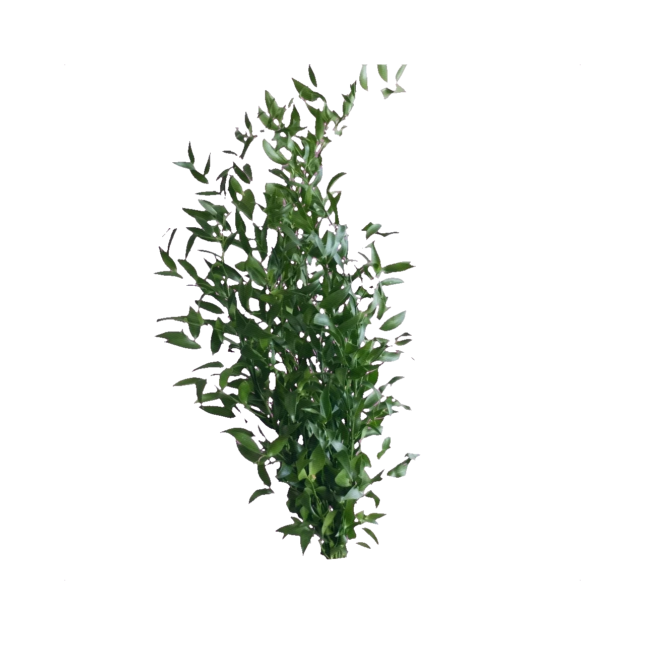 Italian Ruscus стандартный