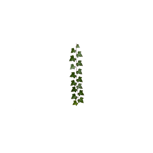 Ivy
