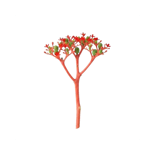Jatropha Firecracker