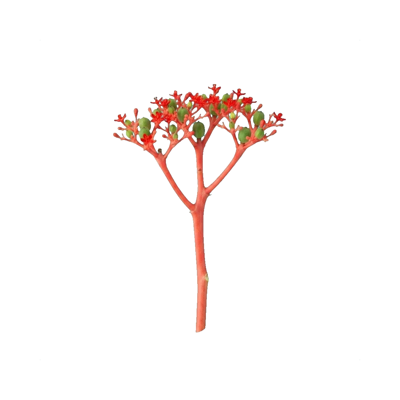 Jatropha