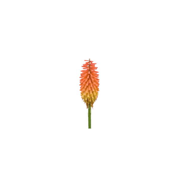 Kniphofia orange