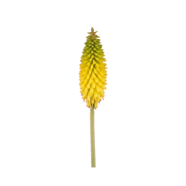 Kniphofia yellow