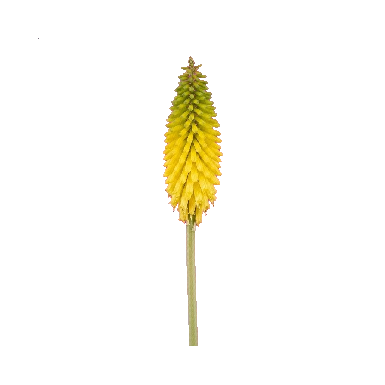 Kniphofia yellow