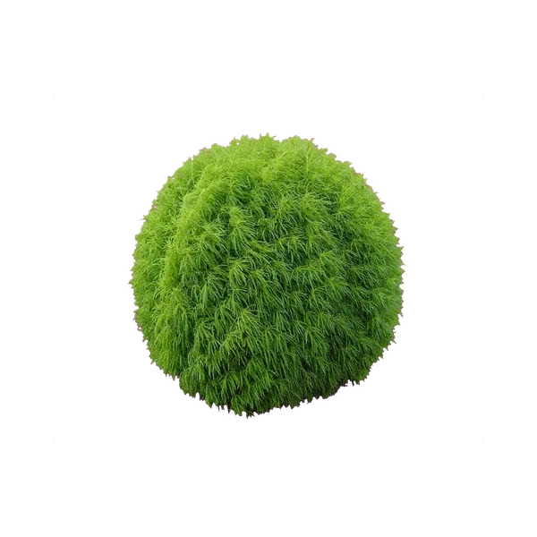 Summer cypress