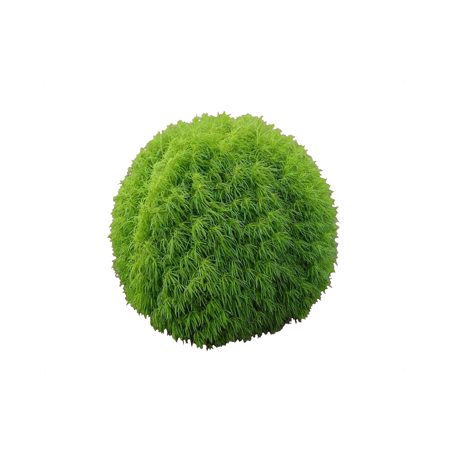 Kochia