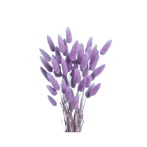Lagurus lilac