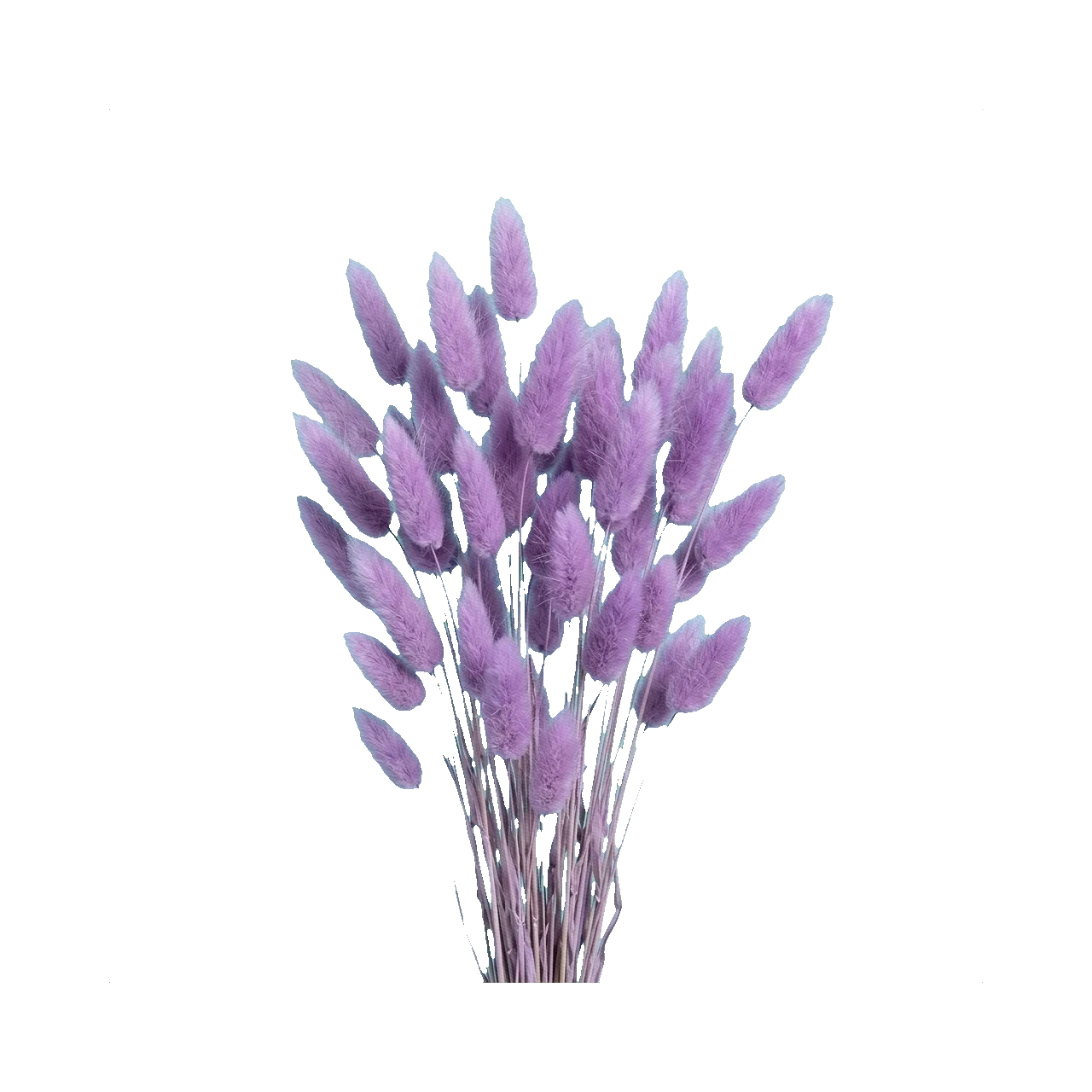 Lagurus lilac