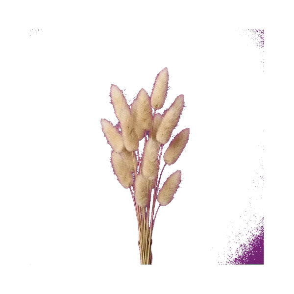 Lagurus natural