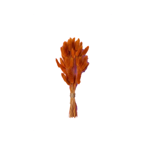 Lagurus orange