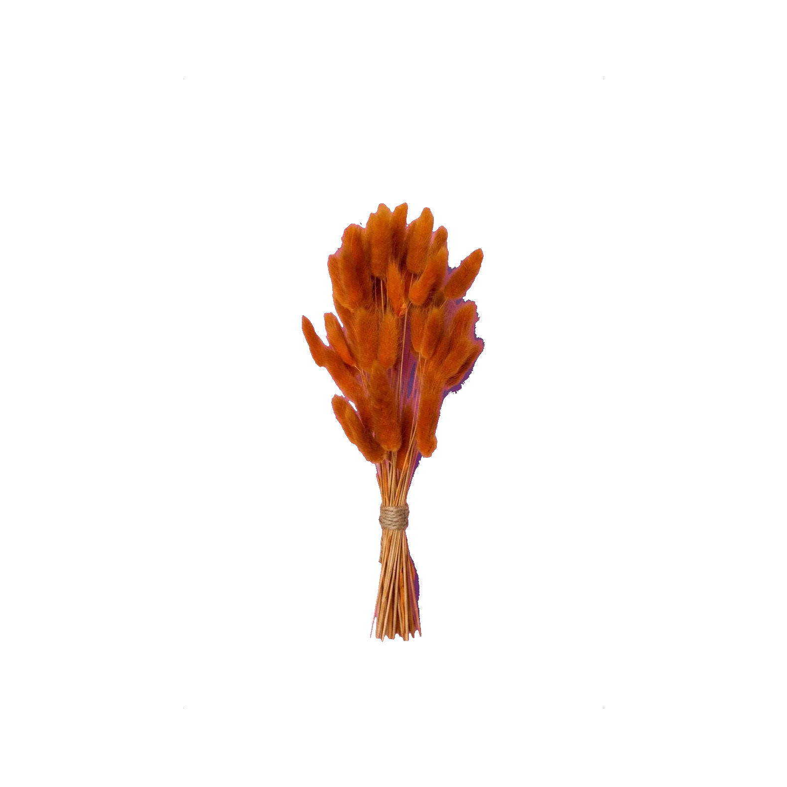 Lagurus orange