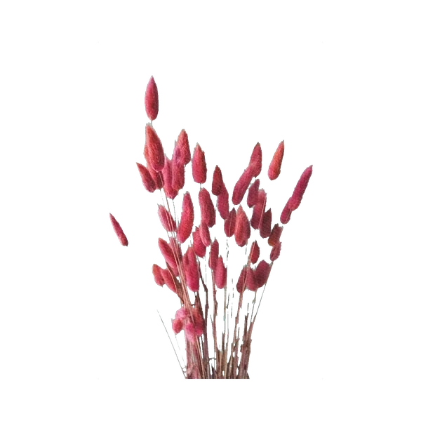 Lagurus pink