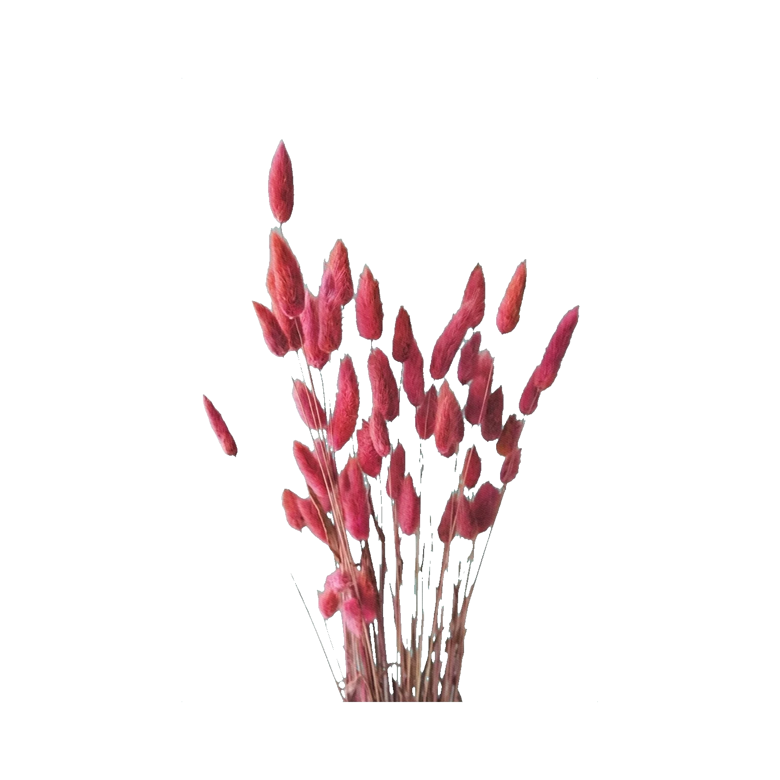 Lagurus pink