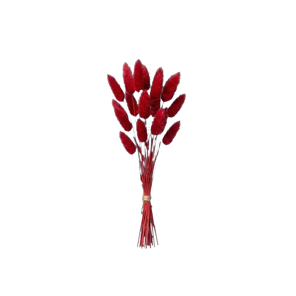Lagurus red