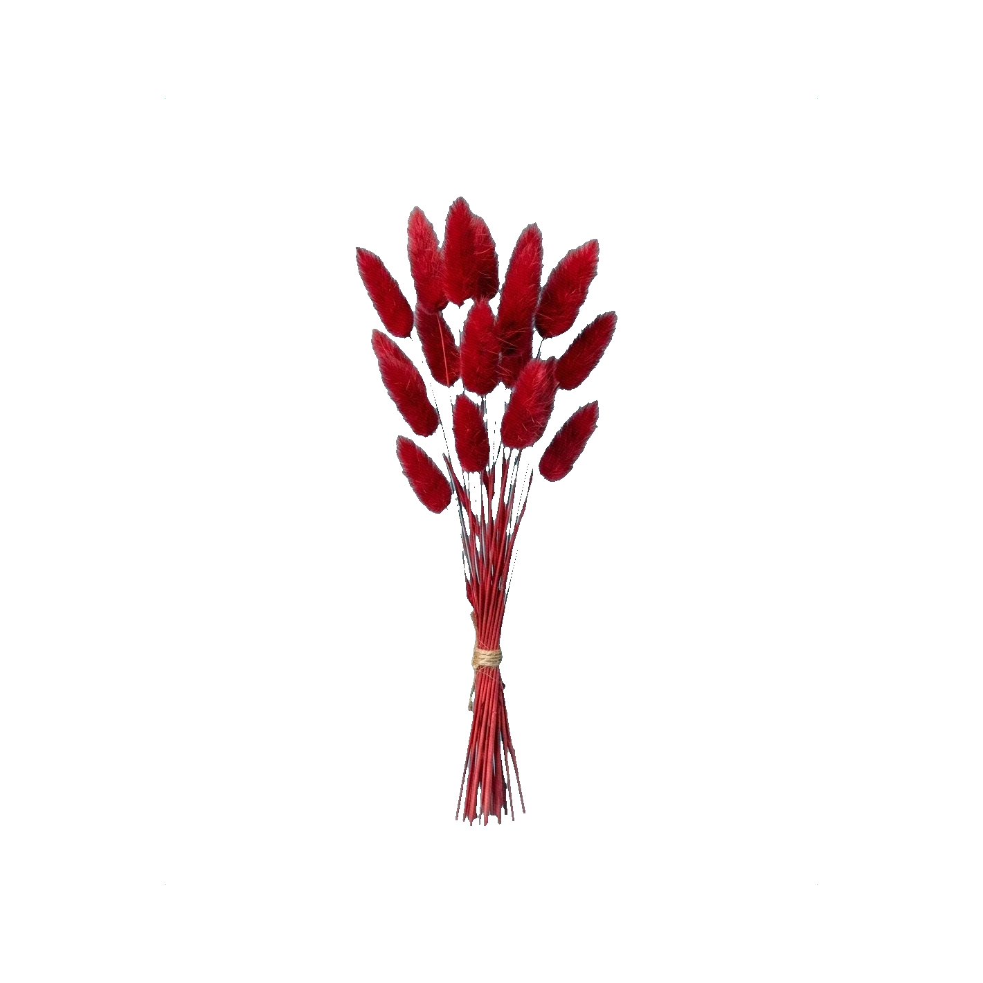 Lagurus red