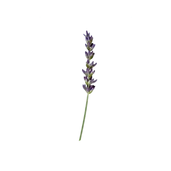 English lavender