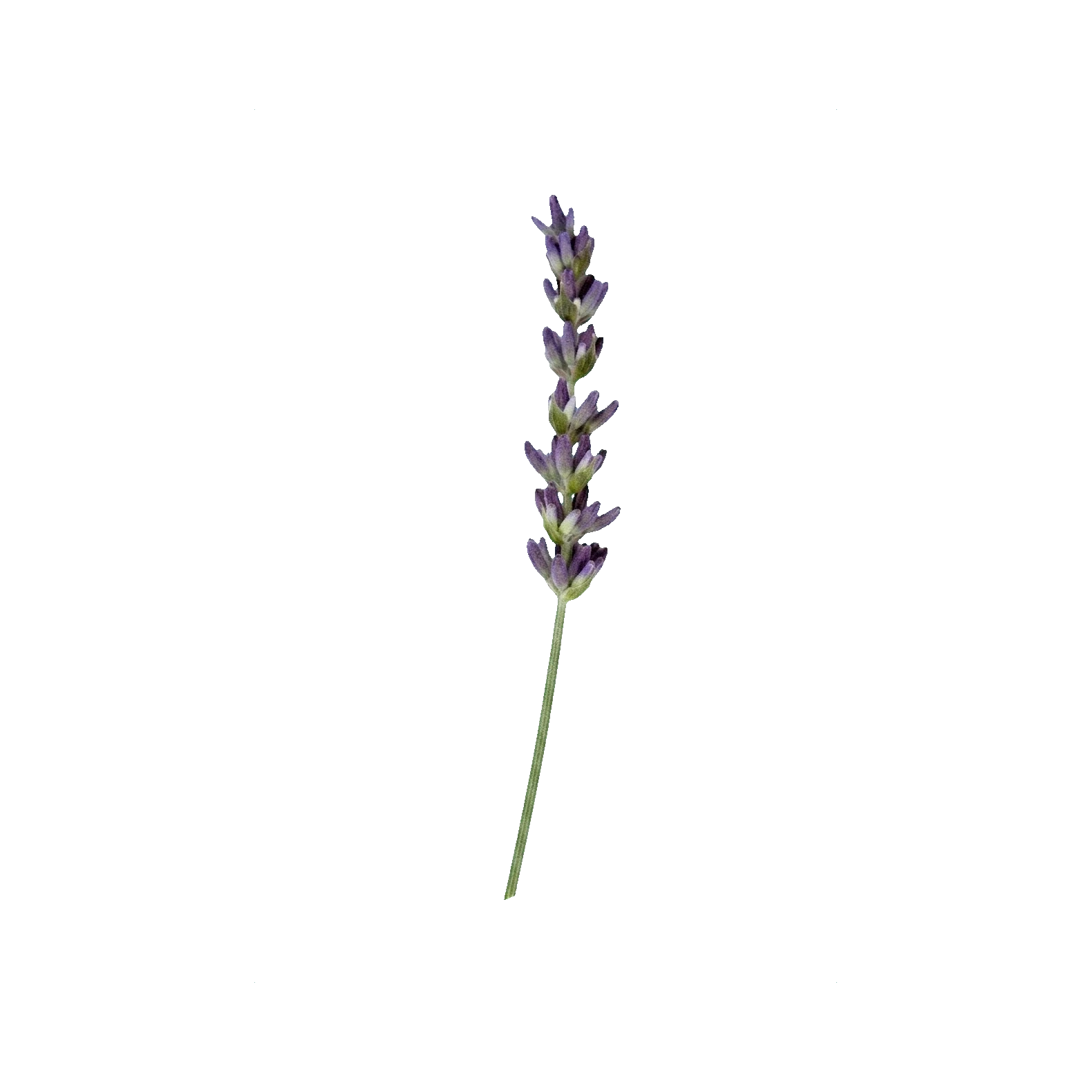 English lavender